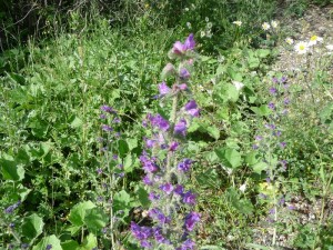 Copie de LA Foux Dallos 010